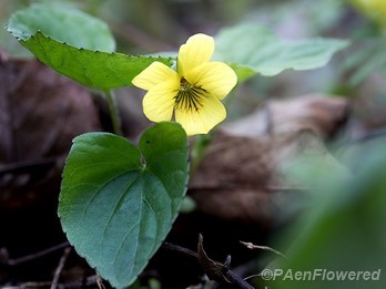 Flower with leaf